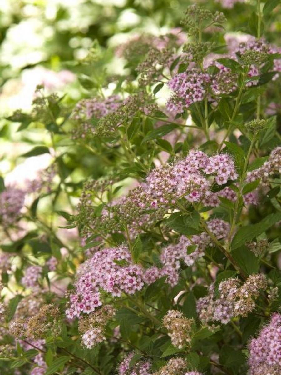 Spiraea Little Princess 2G