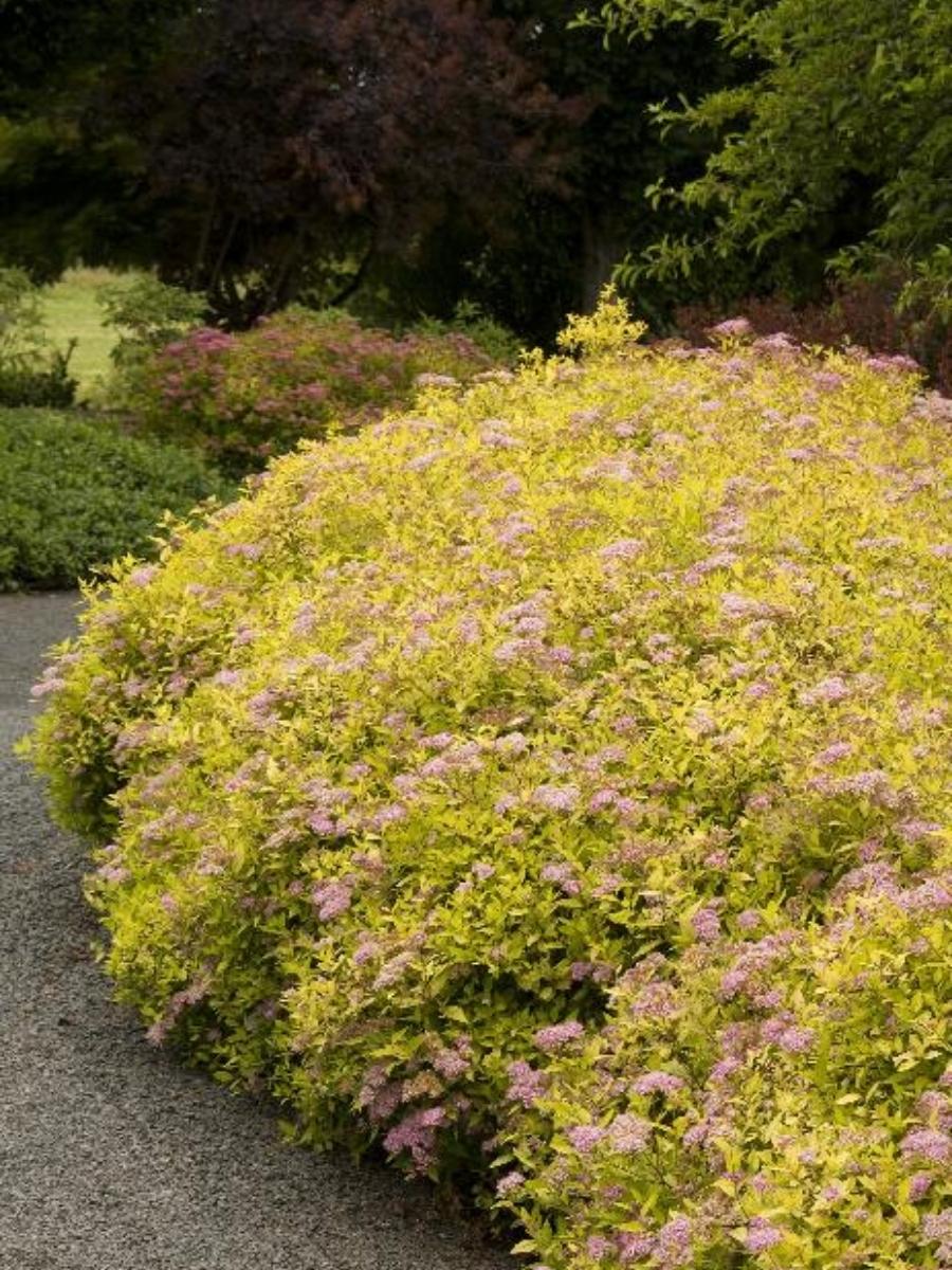 Spirea 'Magic Carpet'