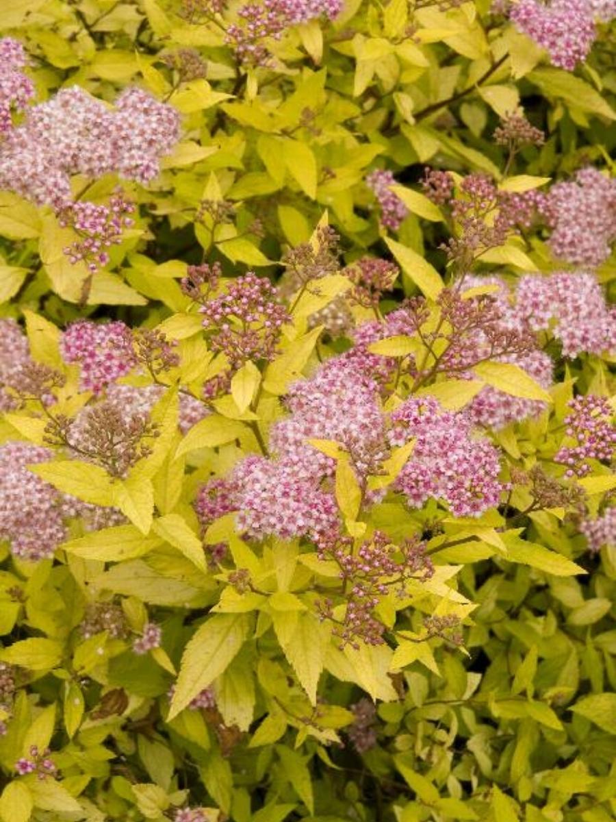 Spirea 'Magic Carpet'