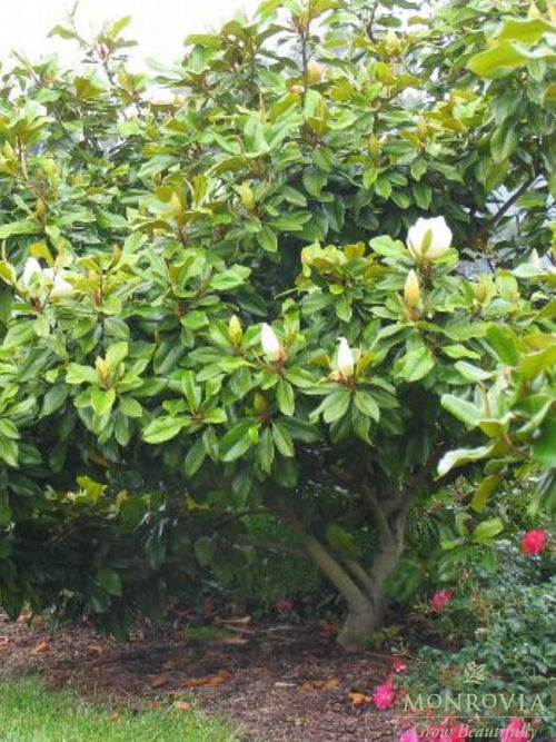 Magnolia 'Baby Grand' | 5G