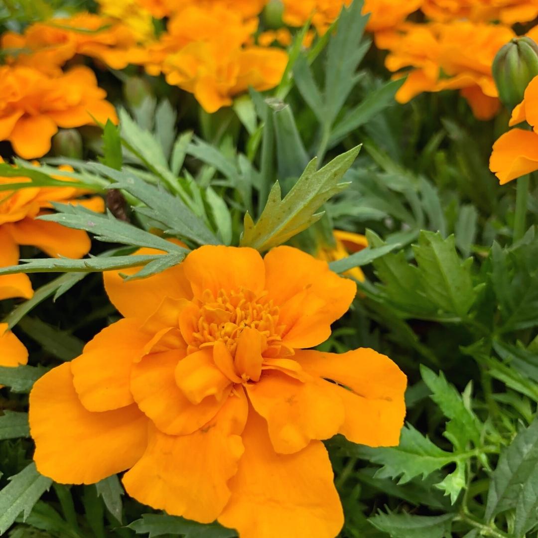 Marigold Durango Orange Pack