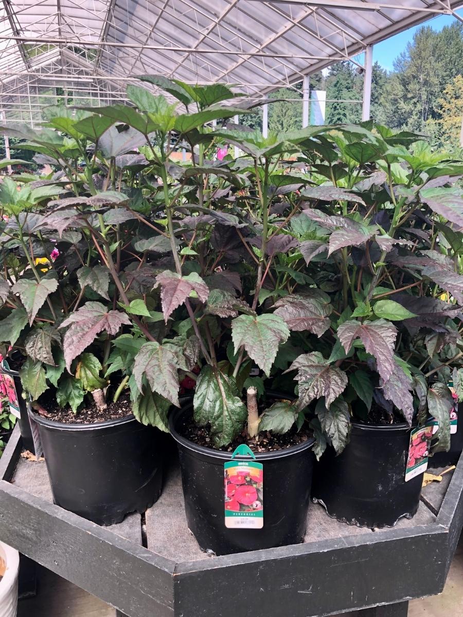 Hardy Hibiscus 'Mars Madness' 3G