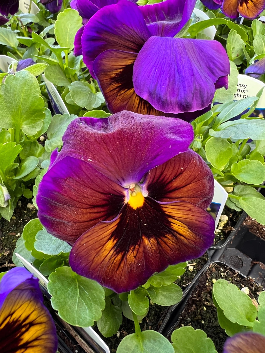 Pansies