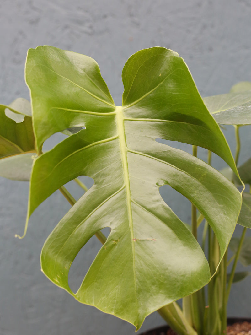 Philodendron Monstera deliciosa Split Leaf 8"