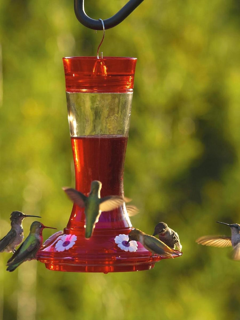 More Birds® Garnet Hummingbird Feeder 20oz.