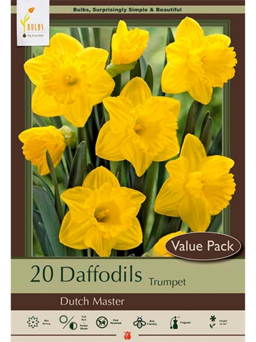 Narcissus 'Dutch Master' - Bulb Pack