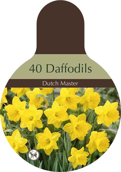 Narcissus 'Dutch Master' - Super Bulb Pack