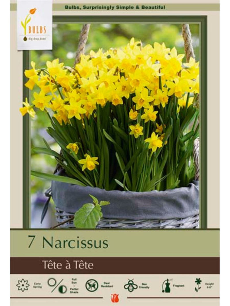 Narcissus 'Tete a Tete' - Bulb Pack