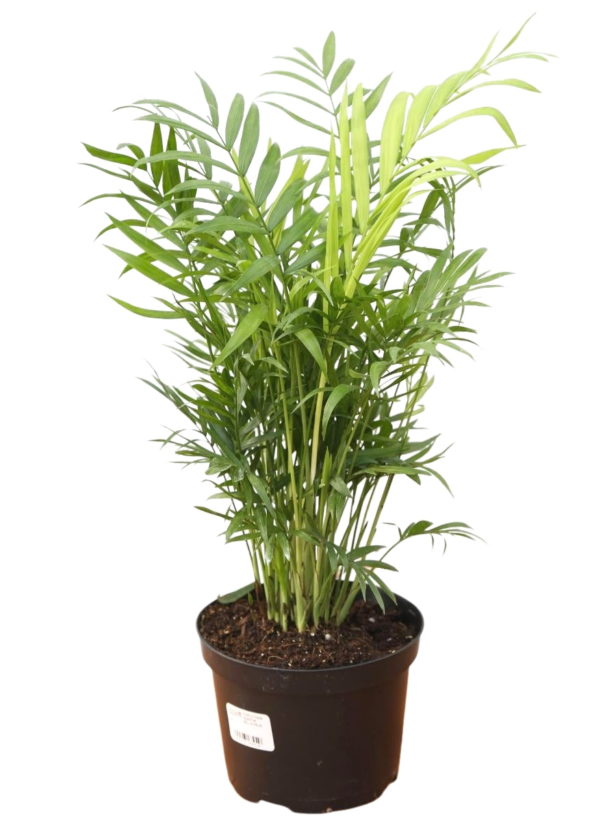 neanthe bella palm plant Neanthe Bella Palm