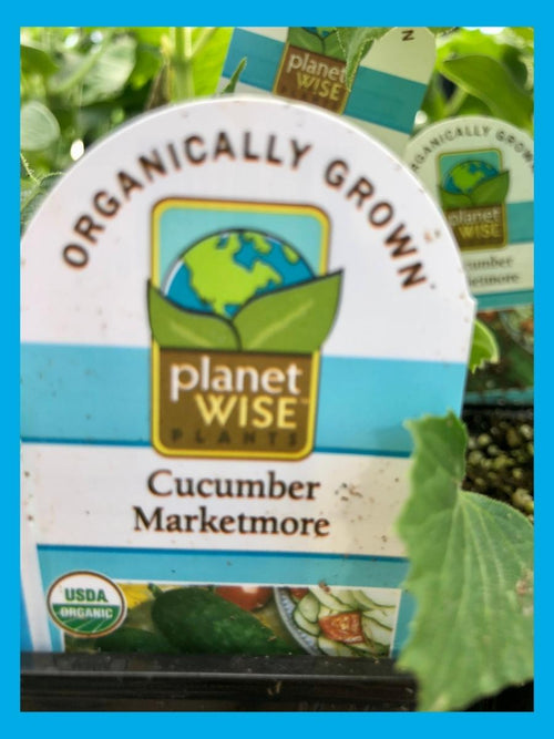Organic Cucumber 4" | Marketmore
