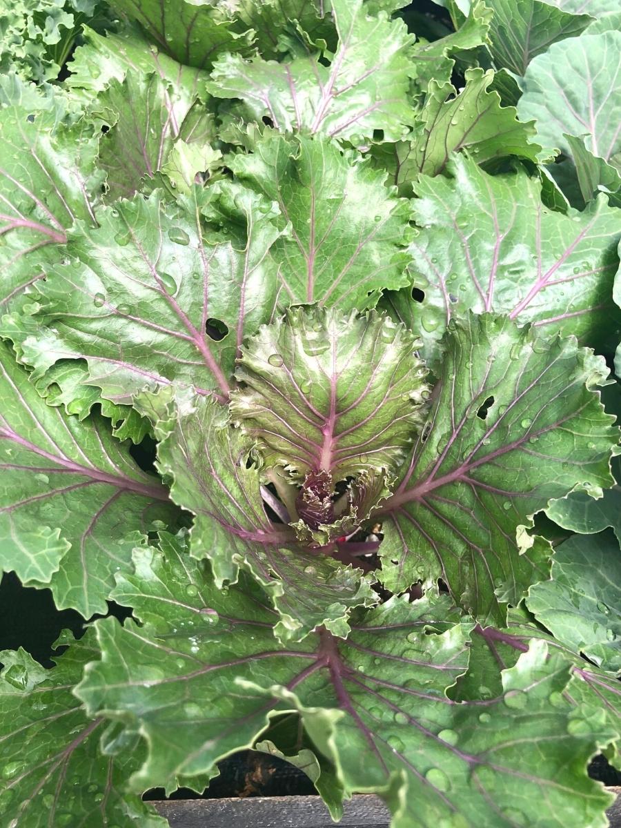 Ornamental Cabbage Crystal Red