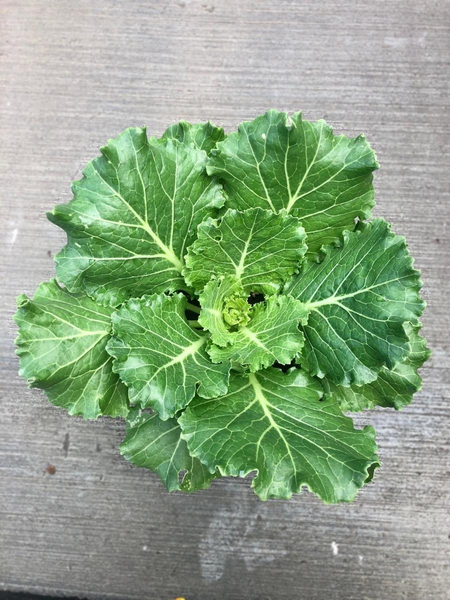 Ornamental Cabbage 'Crystal Snow'