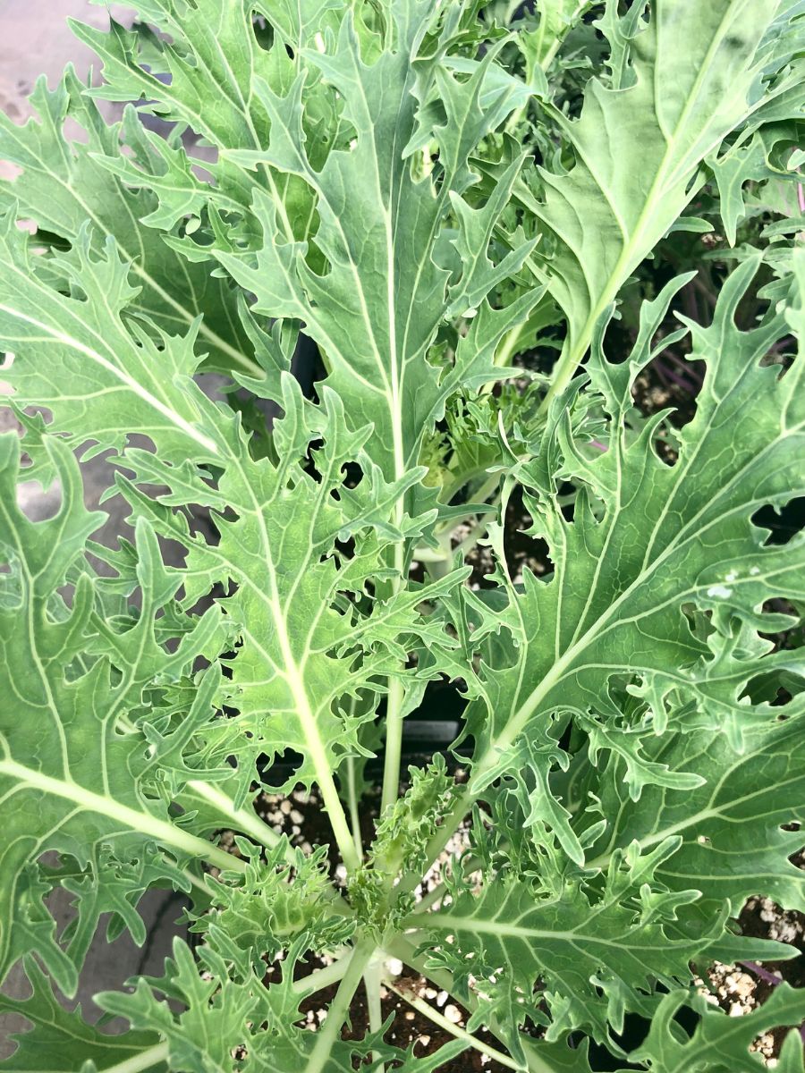Ornamental Kale 'Peacock White'