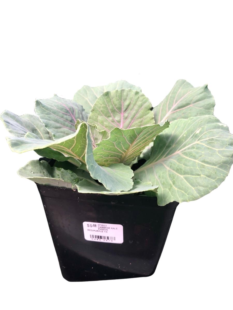 Ornamental Cabbage Kale 'Pigeon Red'