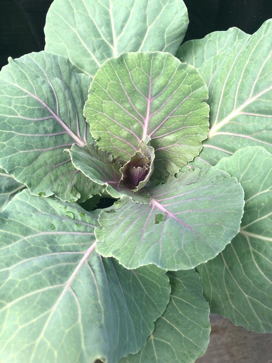 Ornamental Cabbage Kale 'Pigeon Red'