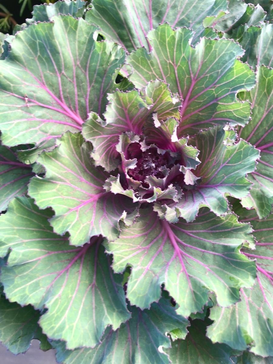 Ornamental Cabbage Osaka Red 4