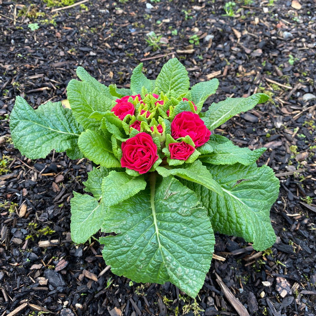 Primula Belarina 'Carmen' Qt.