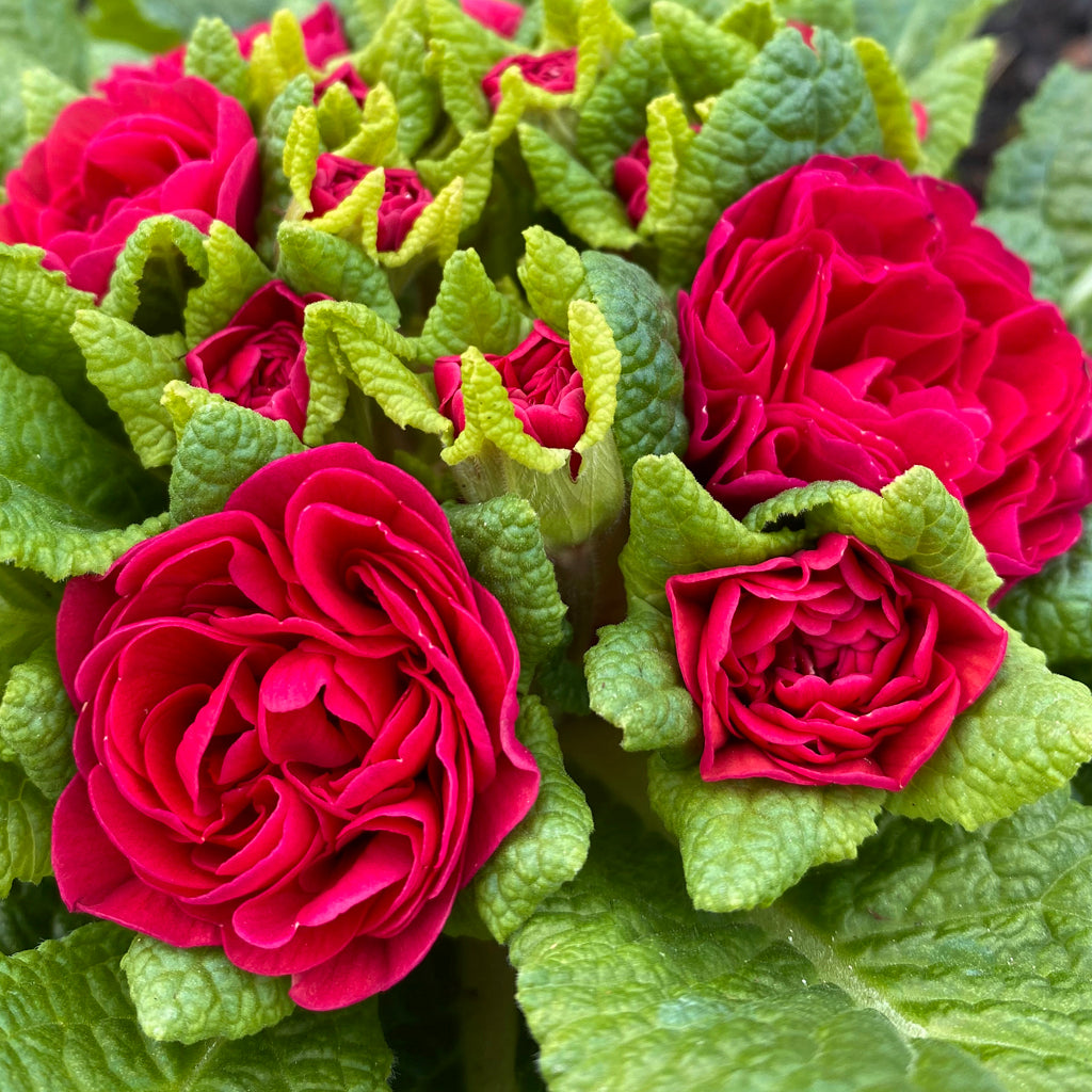 Primula Belarina 'Carmen' Qt.