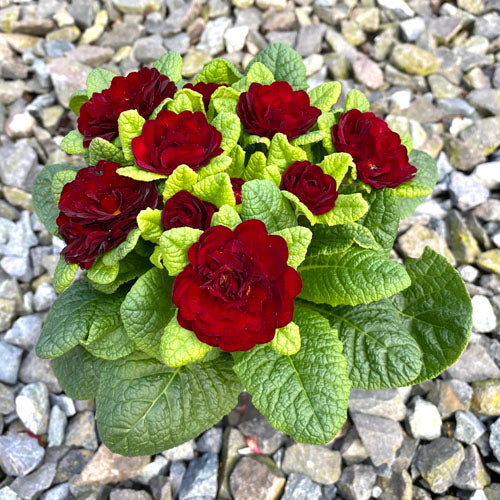 Primula Belarina 'Valentine' Qt.