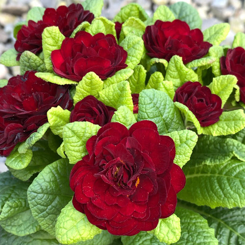 Primula Belarina 'Valentine' Qt.