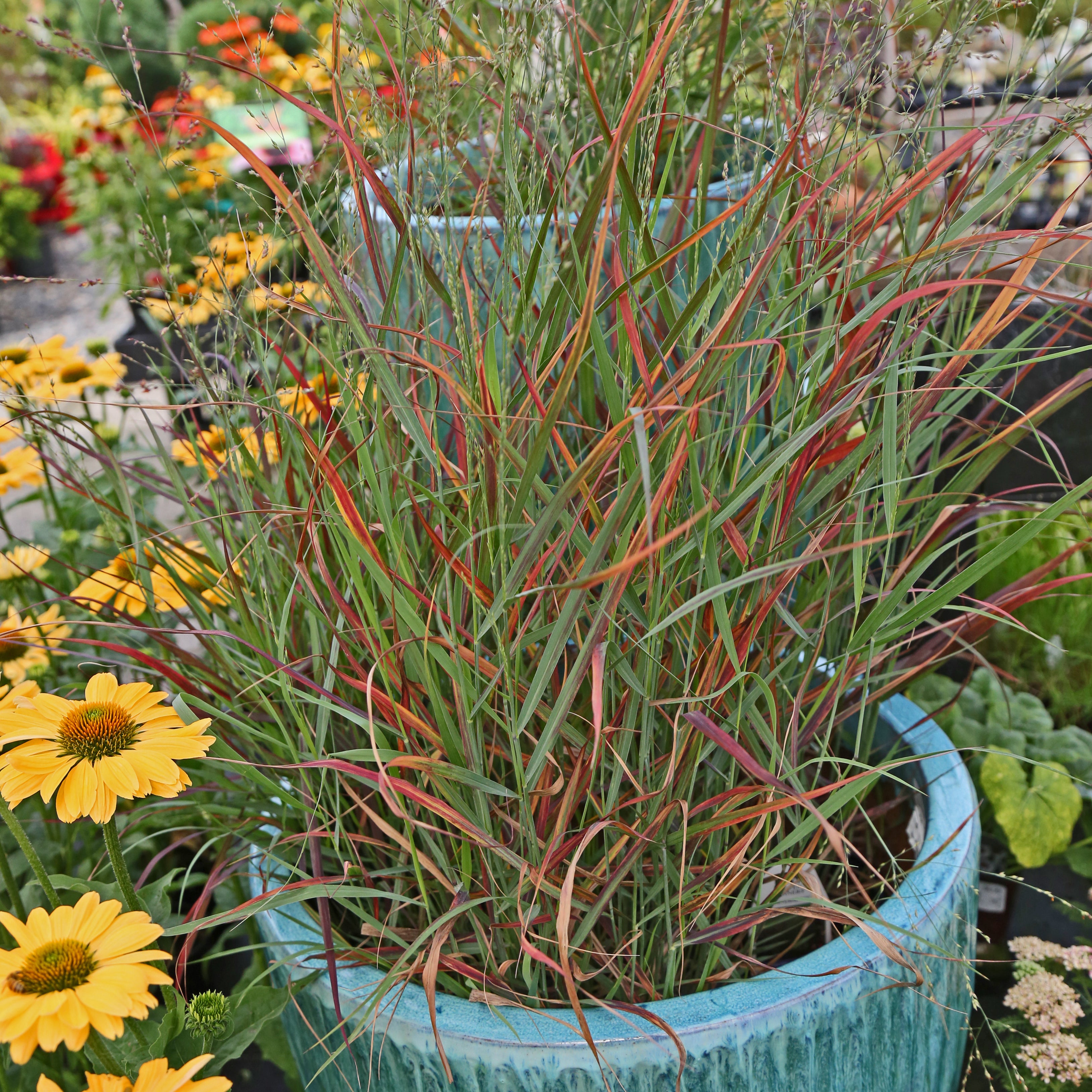Red Switch Grass ‘Cheyenne Sky’ 1G