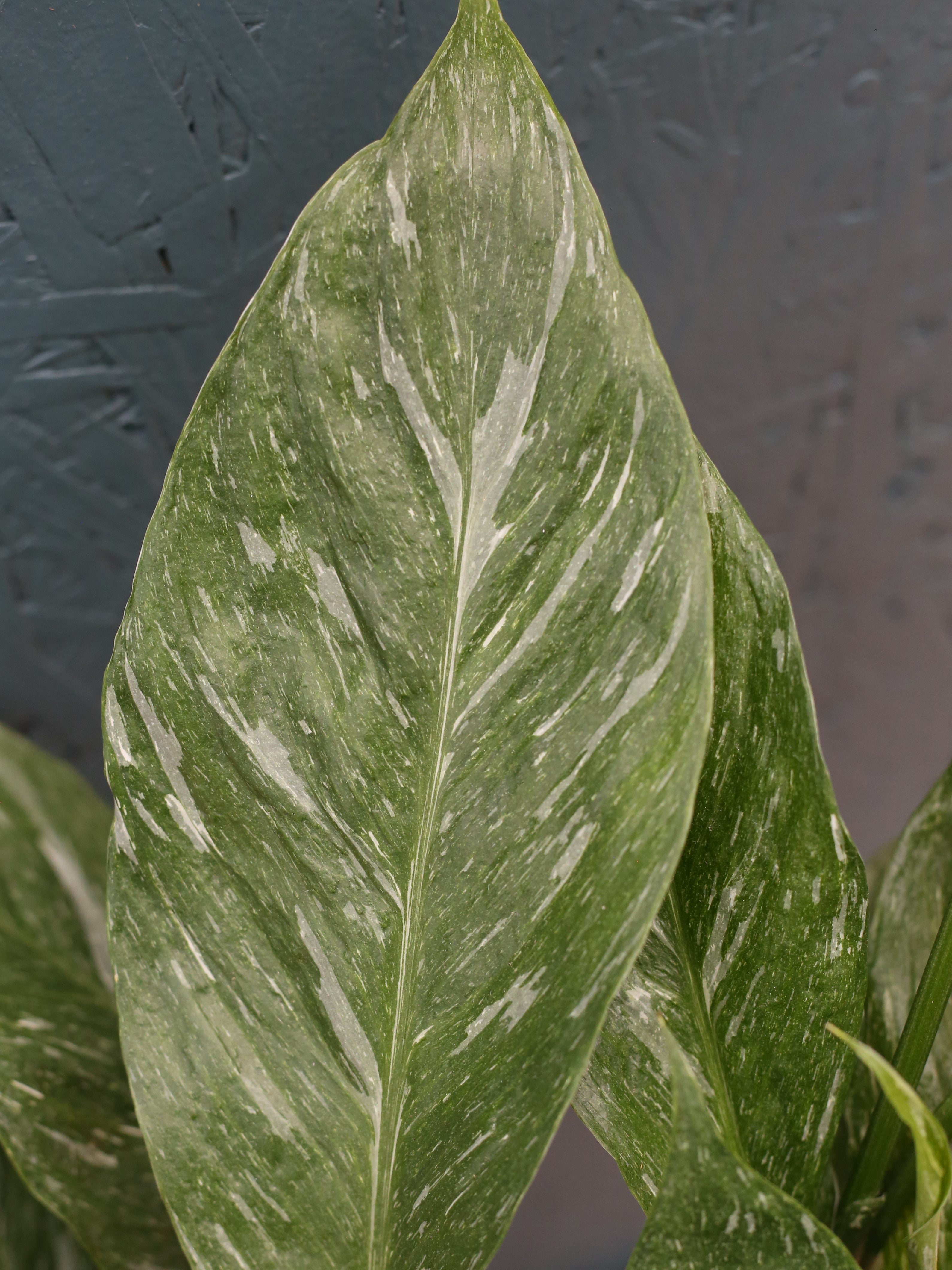 Peace Lily 'Domino'