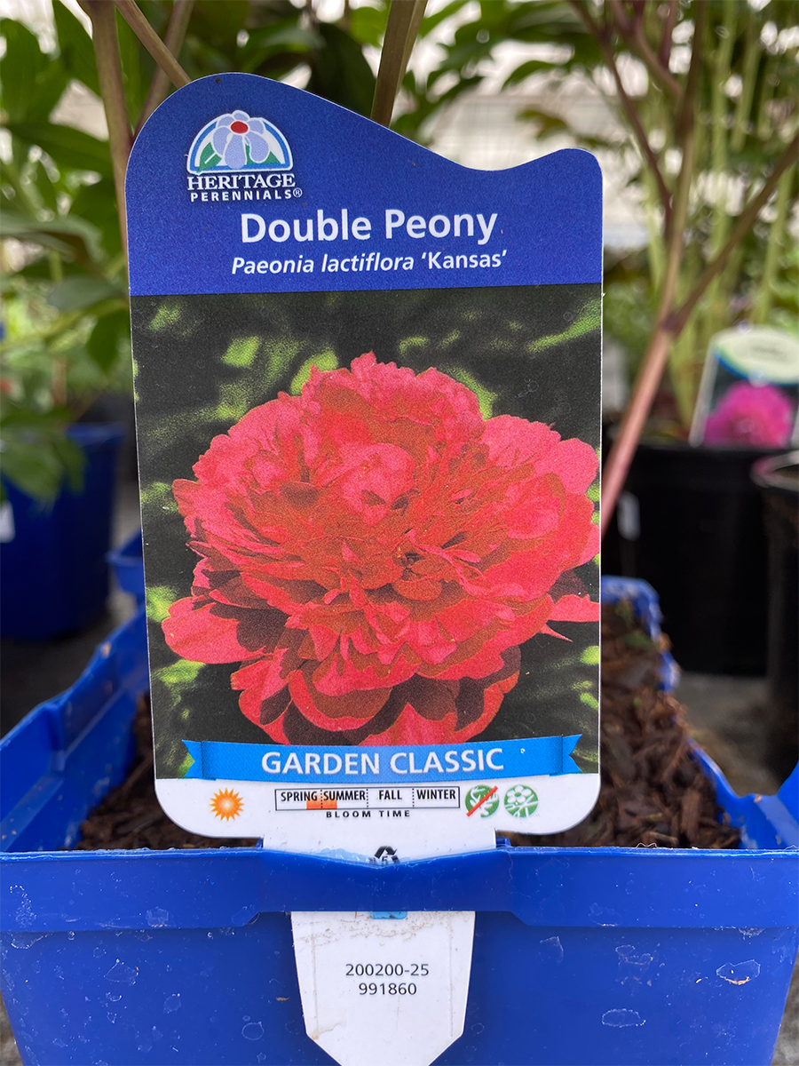 Peony 'Kansas' 2G