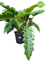 Philodendron Jungle Boogie 10"