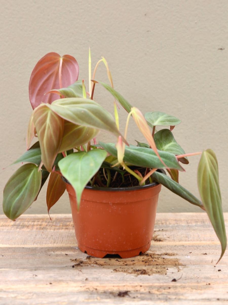 Philodendron 'Micans' 4"