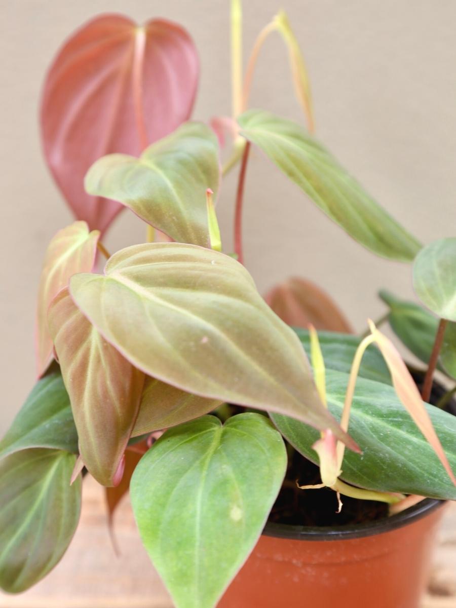 Philodendron 'Micans' 4"
