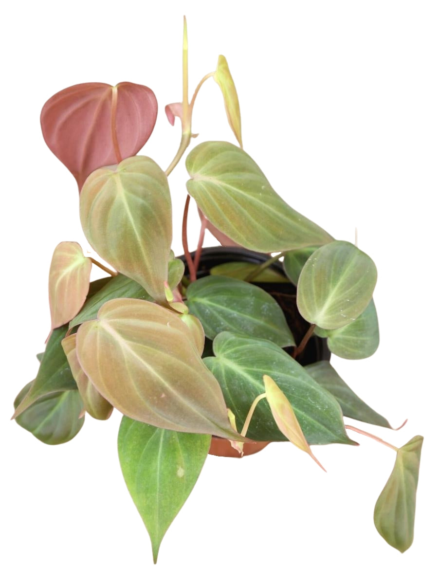 Philodendron 'Micans' 4"