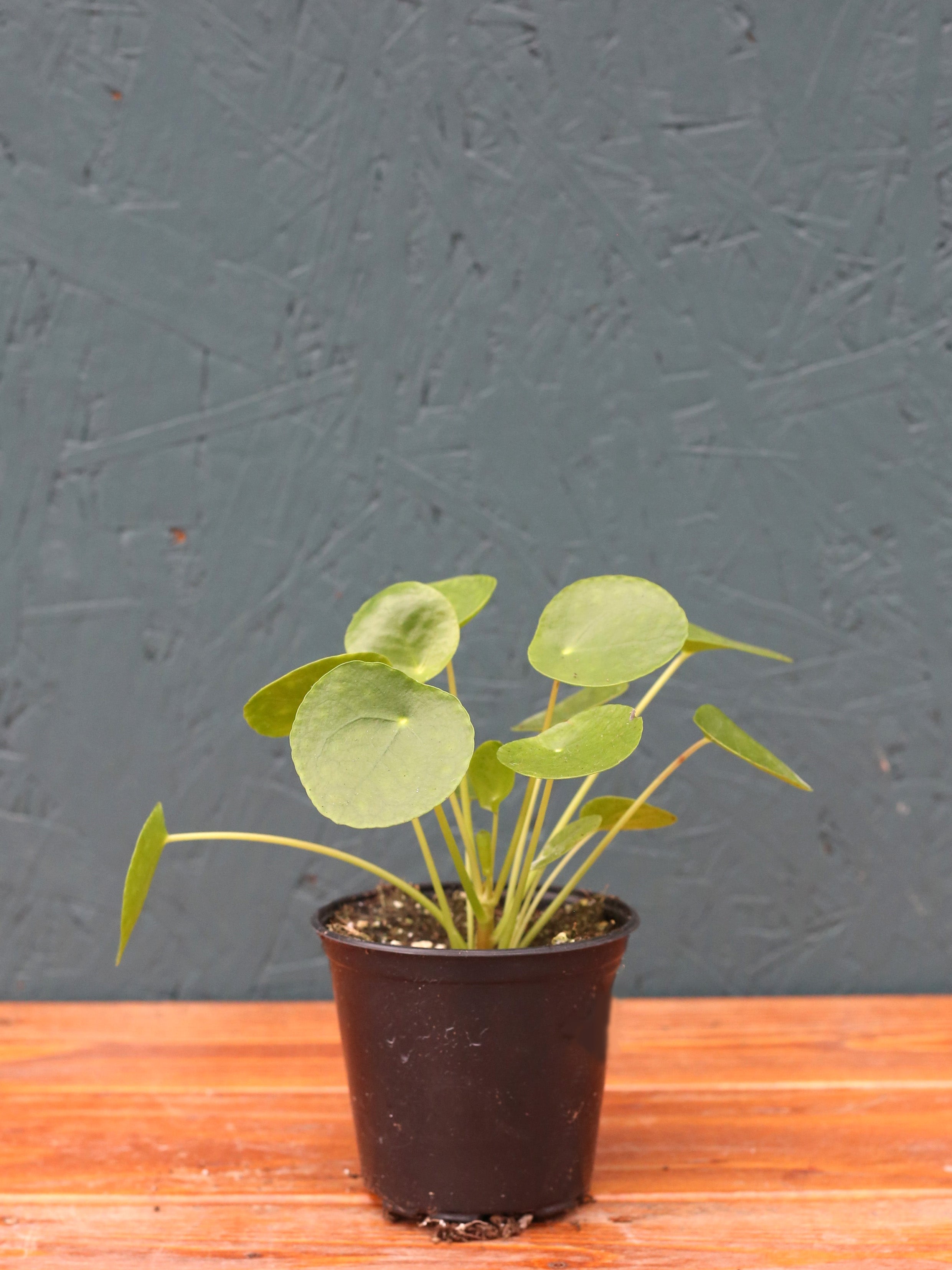 Pilea 'Chinese Money Plant'