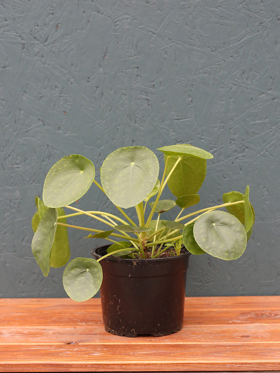 yellowing leaves chinese money plant Pilea 'Chinese Money Plant' – Watson's Greenhouse