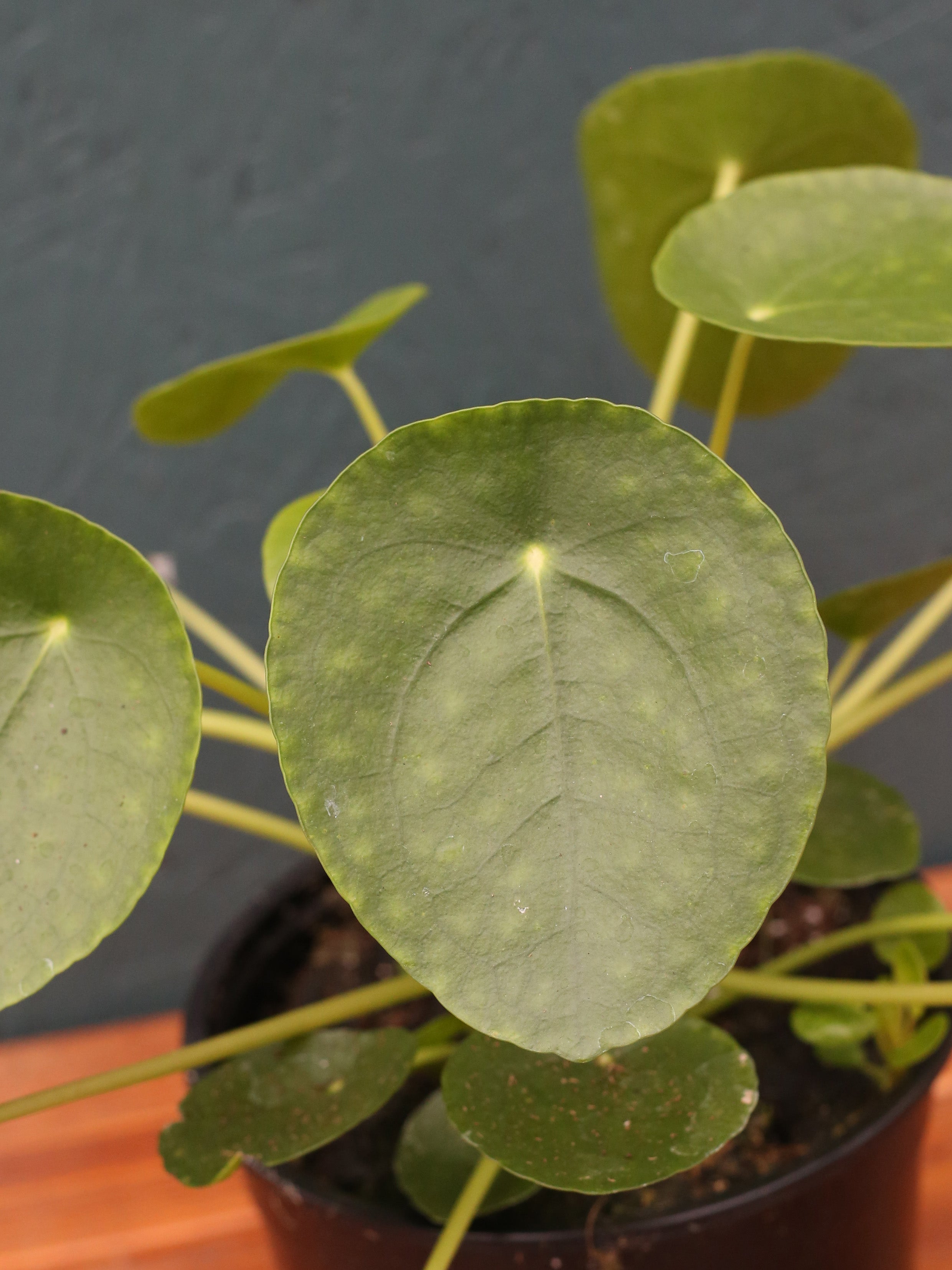 Pilea 'Chinese Money Plant'