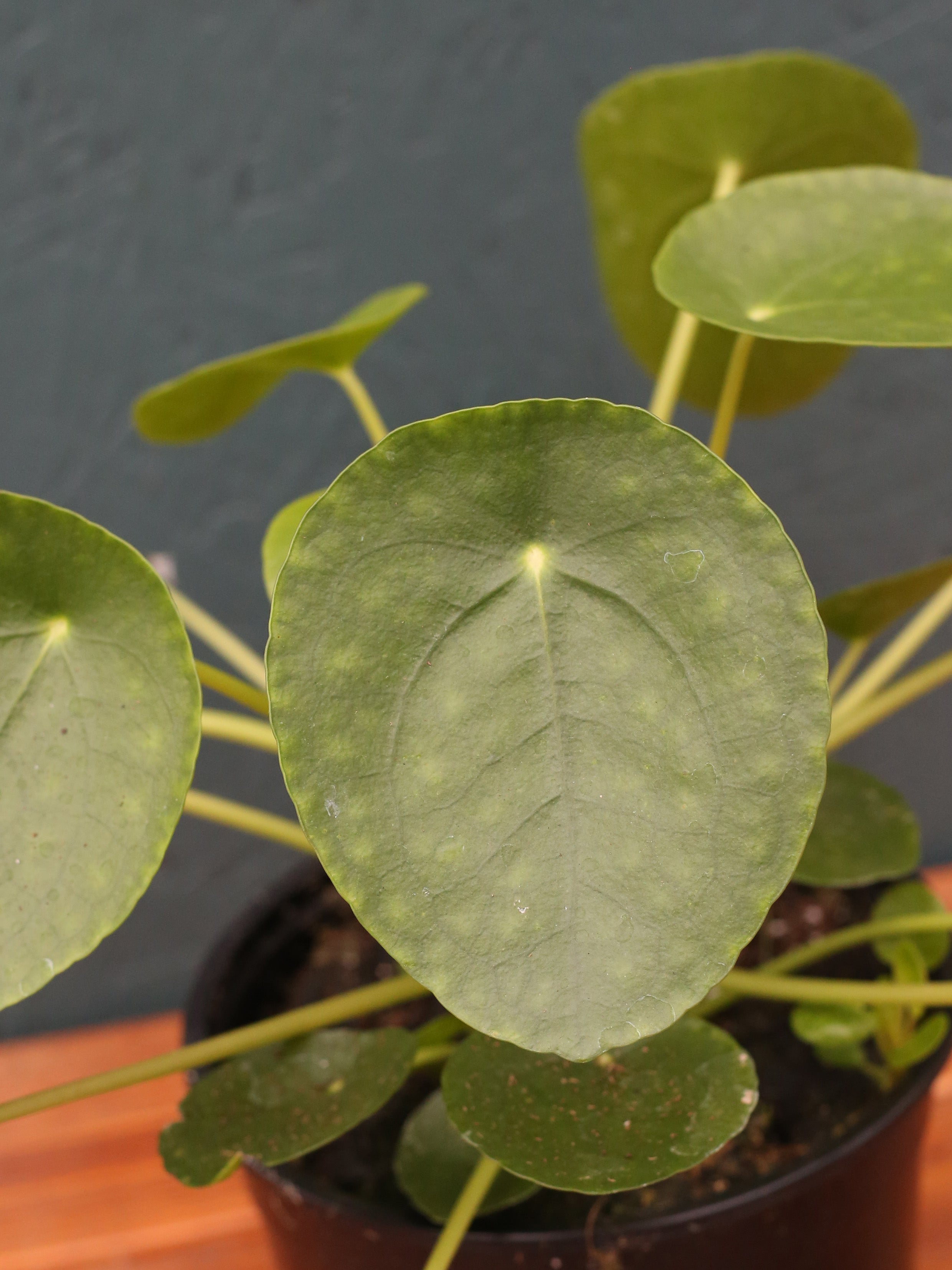 money tree pilea Pilea 'Chinese Money Plant' – Watson's Greenhouse