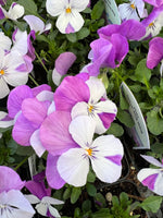 Violas