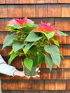 Poinsettia 'Christmas Beauty Pink' 6"
