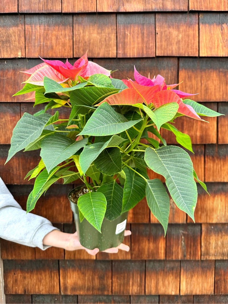 Poinsettia 'Christmas Beauty Pink' 6"