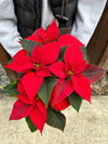 Poinsettia 'Christmas Beauty Red'