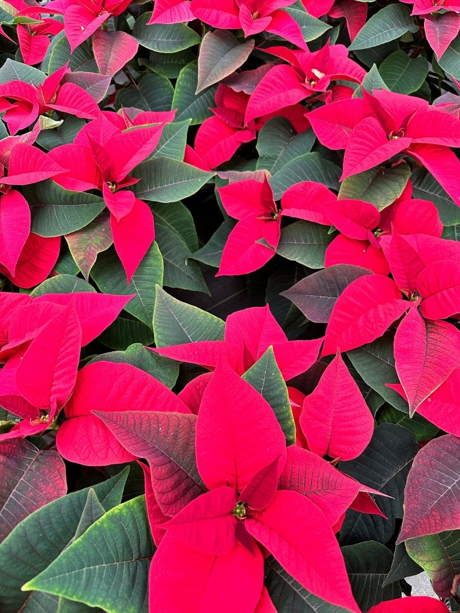 Poinsettia 'Christmas Cheer'