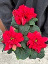 Poinsettia 'Winter Rose Red' 4"