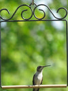 Black Original Hummingbird Swing