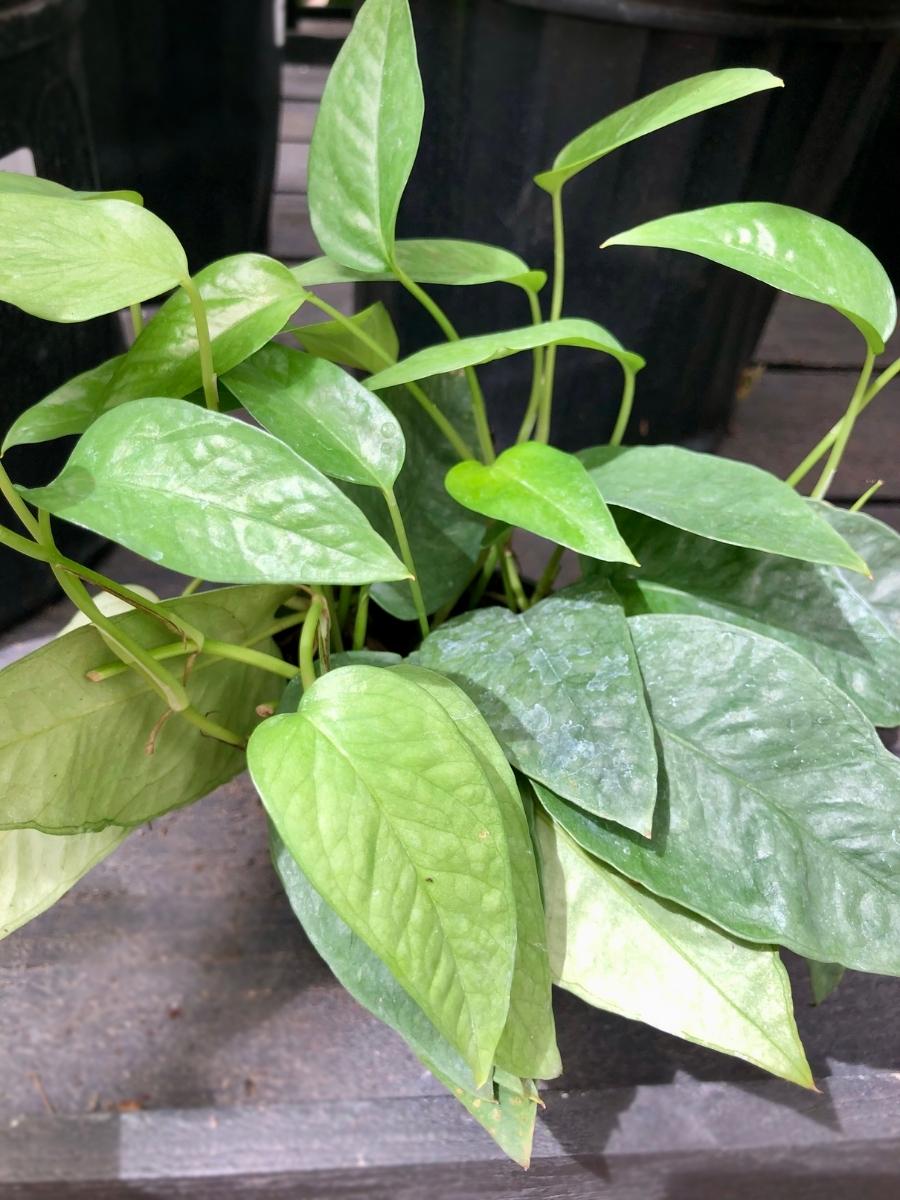 Pothos Cebu Blue 4