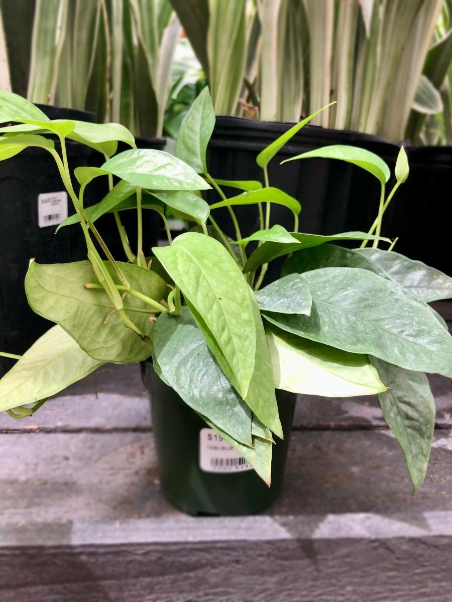 Pothos Cebu Blue 4