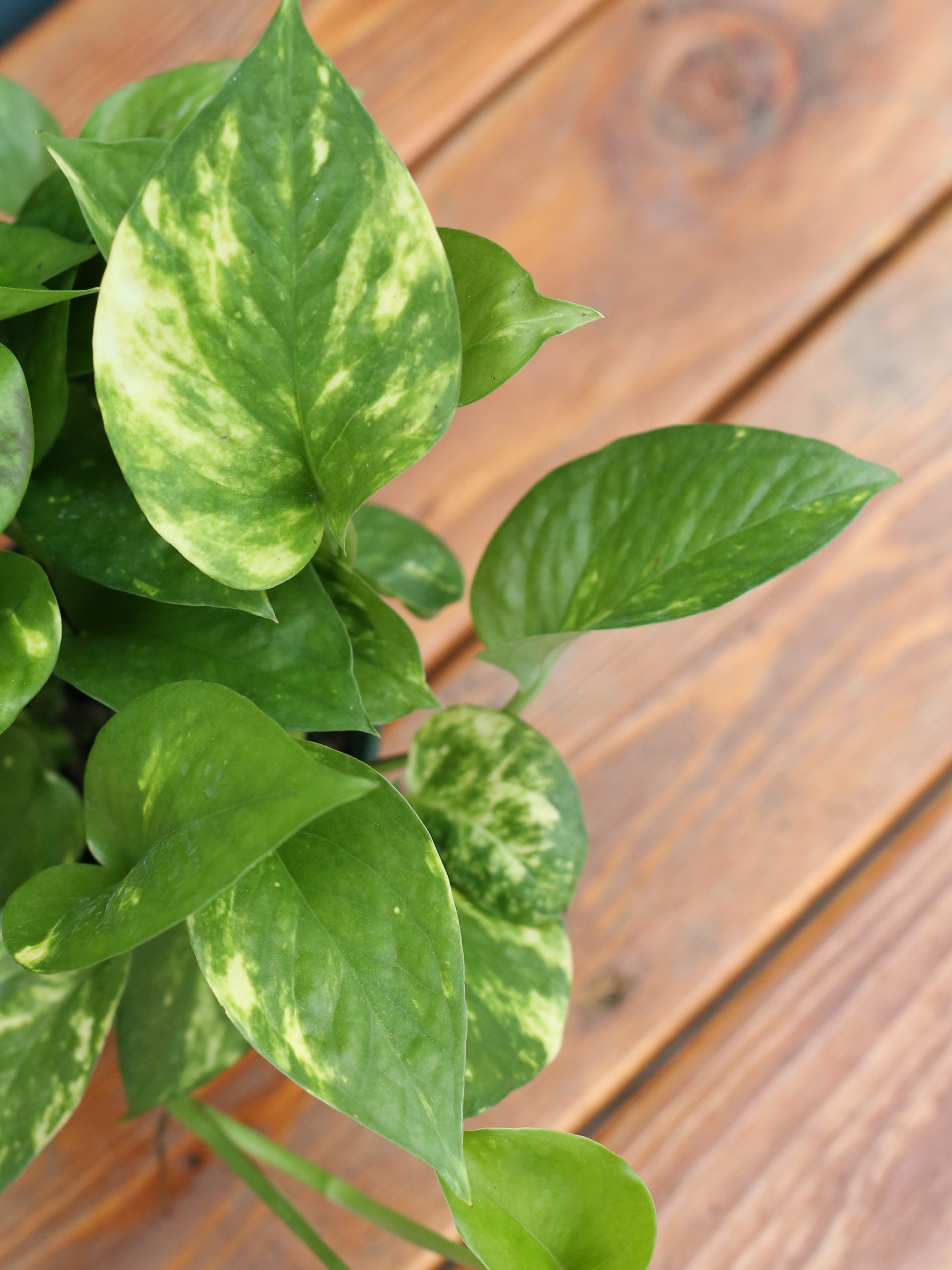 pothos or Pothos 'Golden'