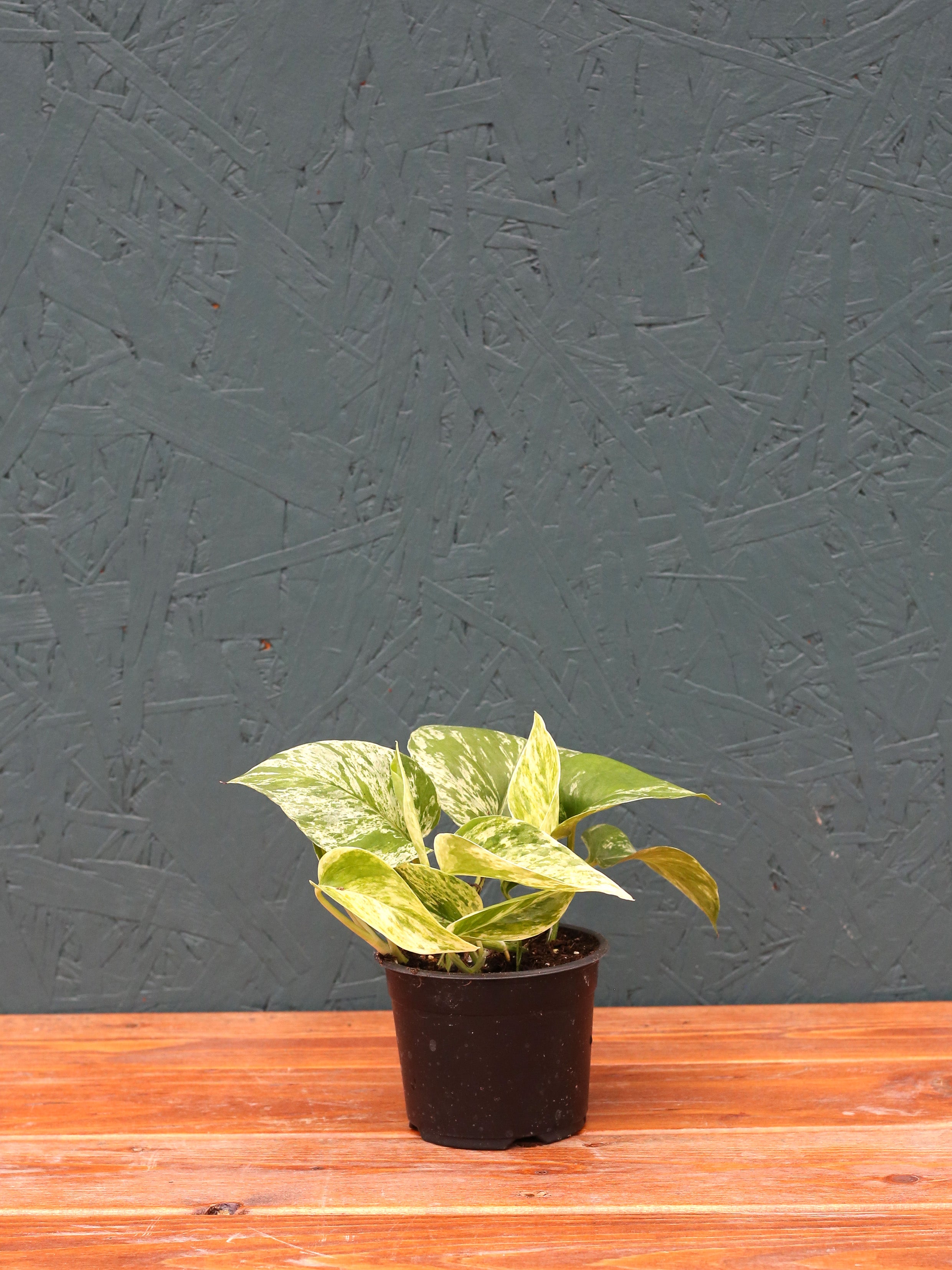 Pothos 'Marble Queen' 4