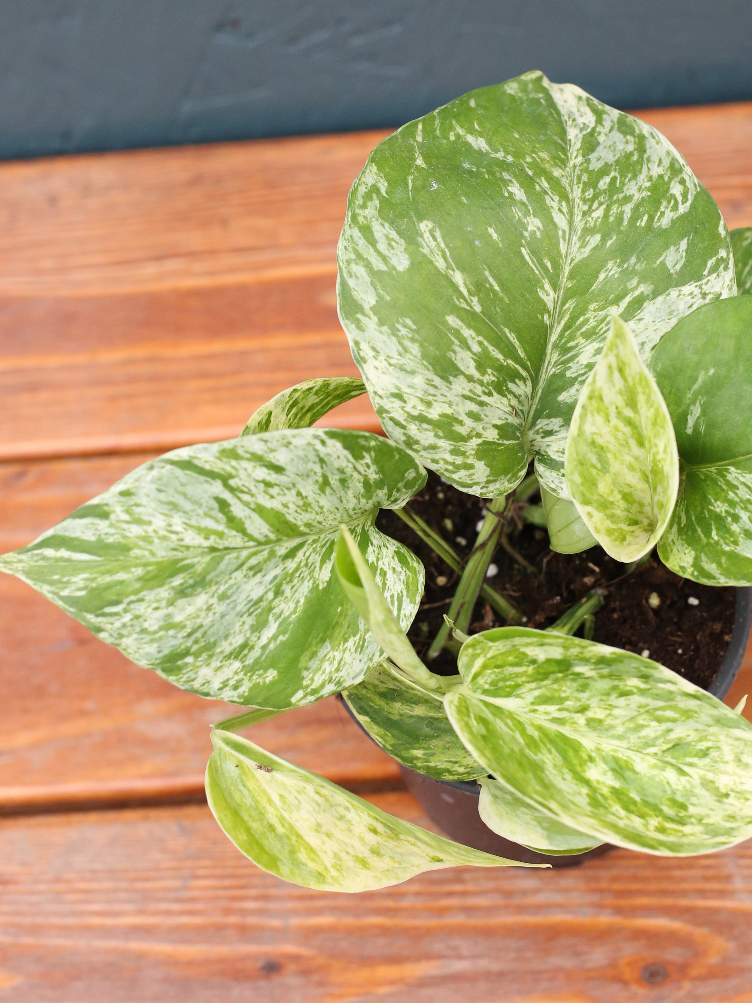 Pothos 'Marble Queen' 4