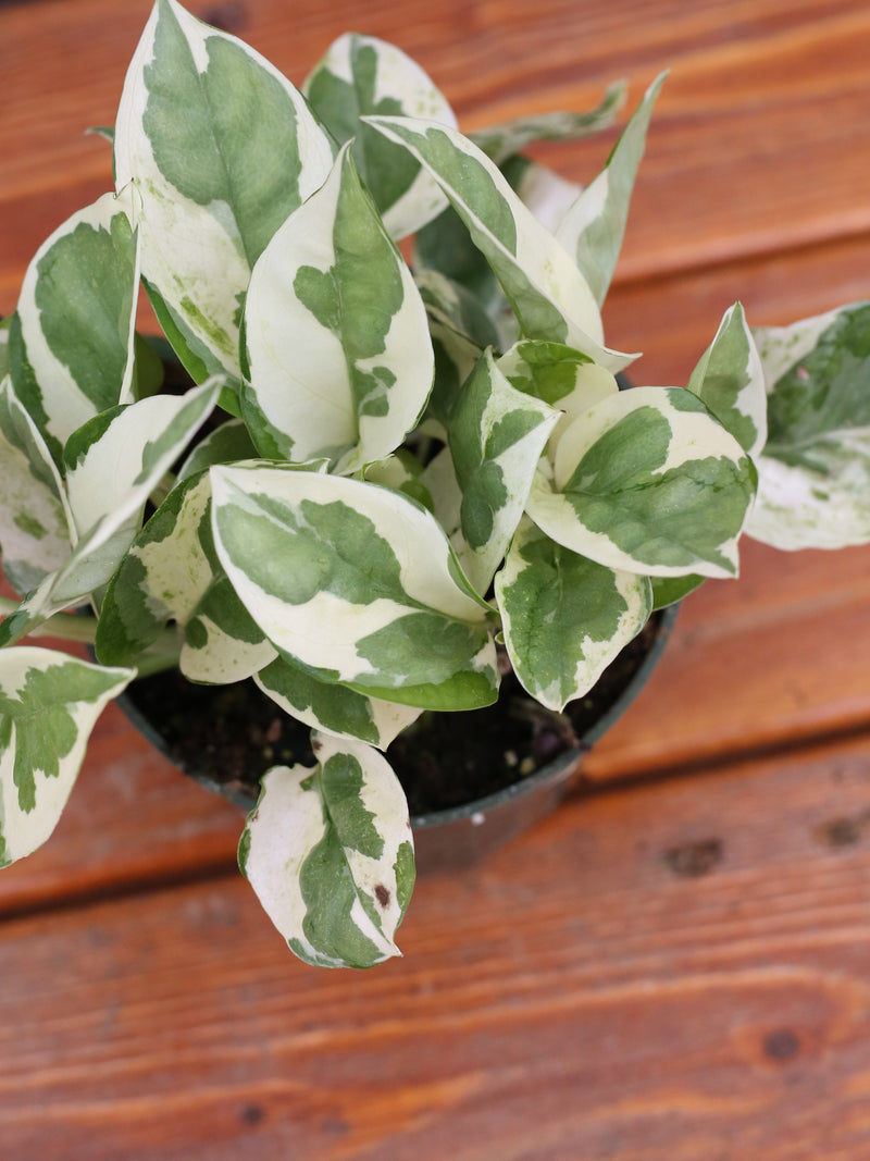 Pothos 'Pearls and Jade’