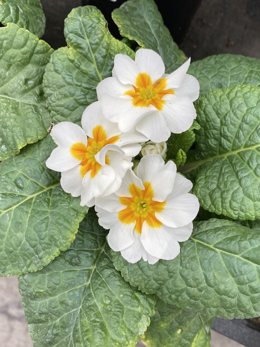 Primrose 4