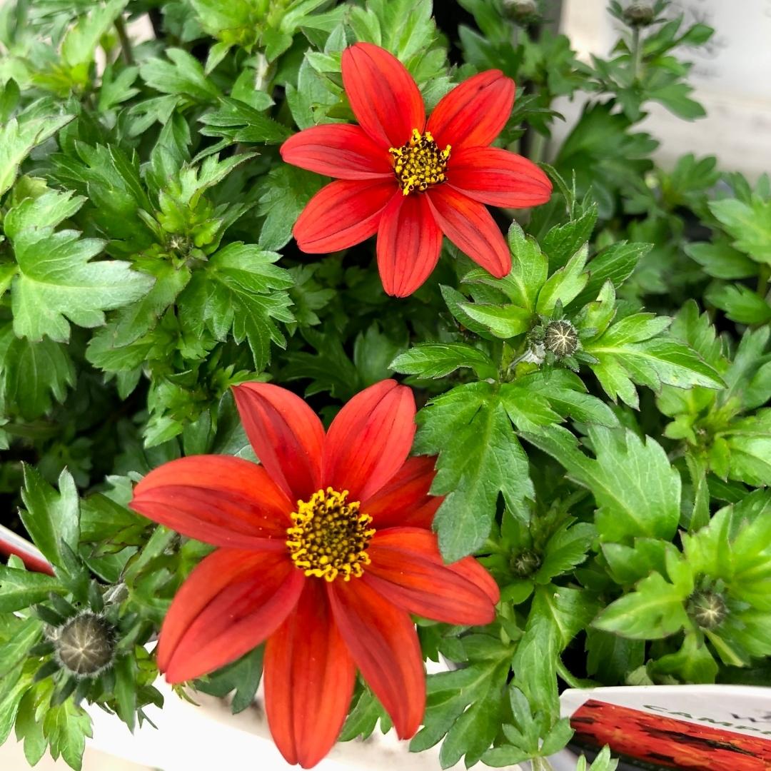 Proven Winners Bidens 'Campfire Flame' 4.5''